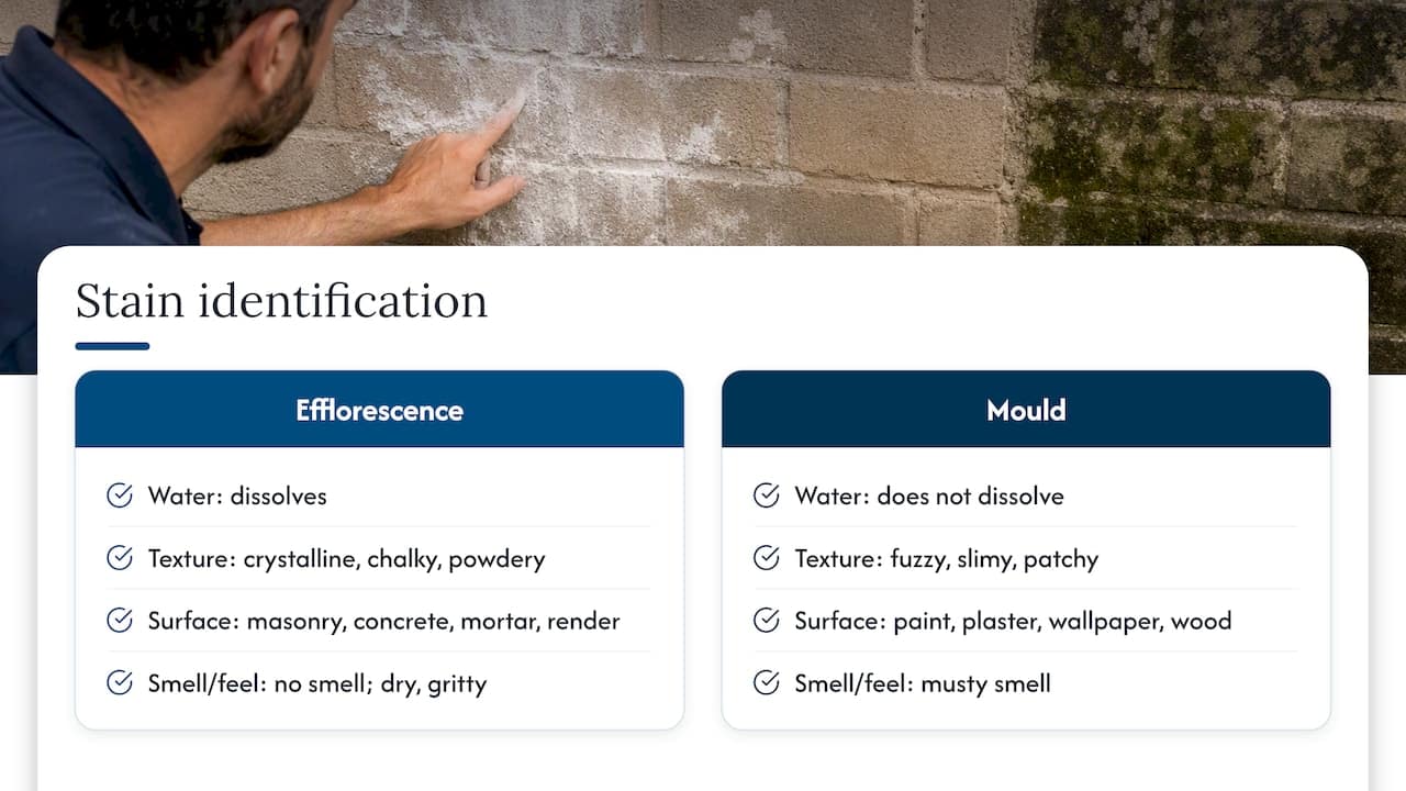 How to tell efflorescence from mould and other stains — overview diagram